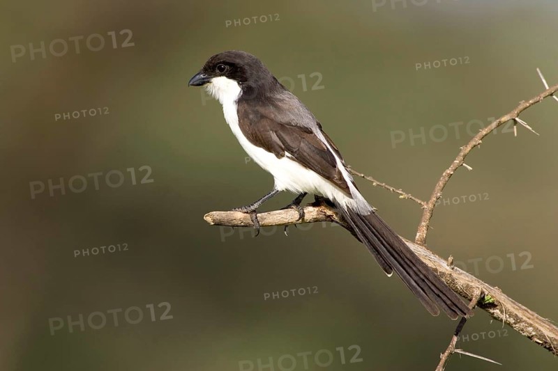 Long-tailed Shrike