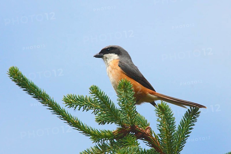 Adult grey-backed shrike