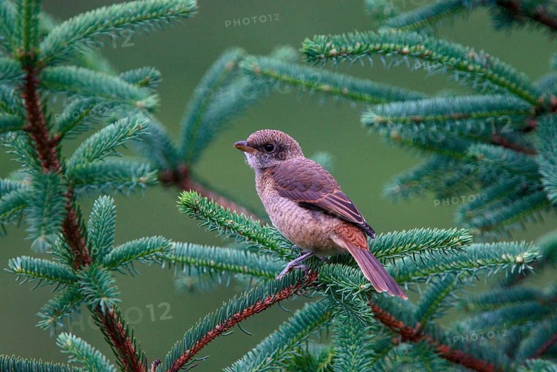 Juvenile grey-backed shrike