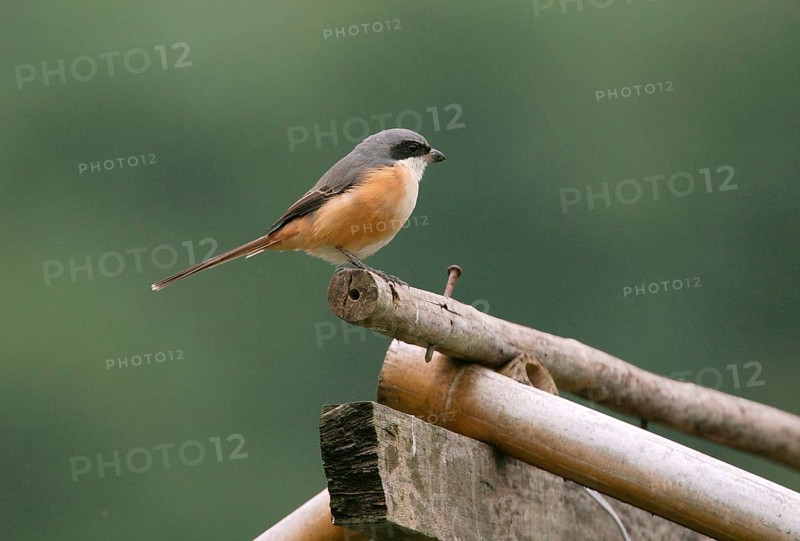 Adult grey-backed shrike