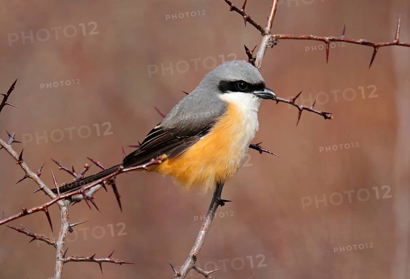 Adult grey-backed shrike
