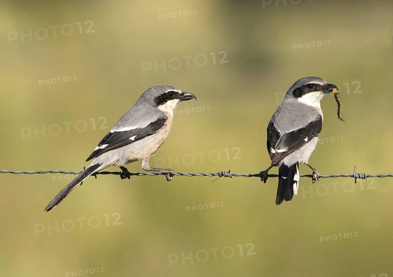 Great Grey Shrike