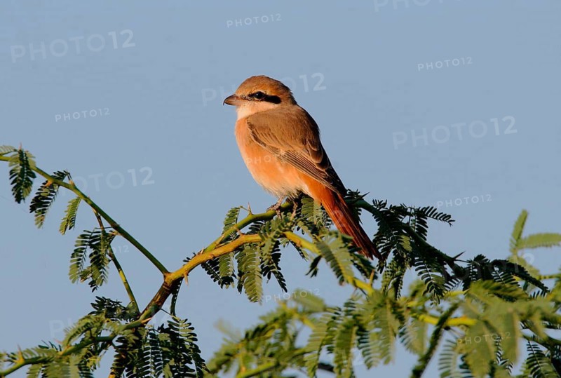 Isabelline isabelline shrike