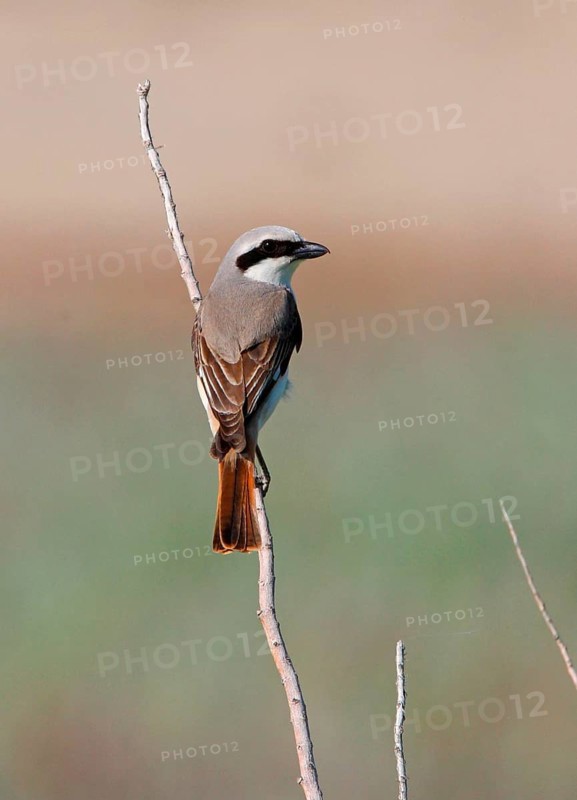 Turkestan Shrike