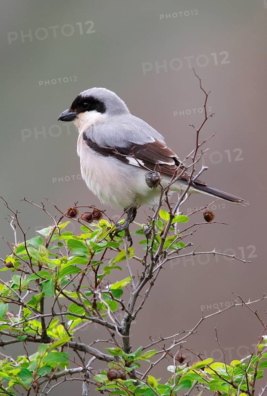 Lesser grey shrike