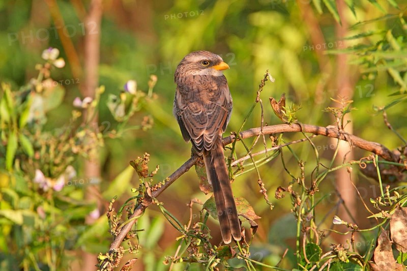 Yellow-billed Shrike