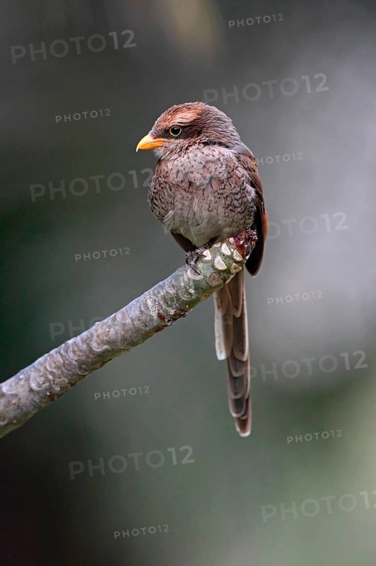 Yellow-billed shrike