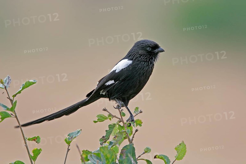 Magpie shrike