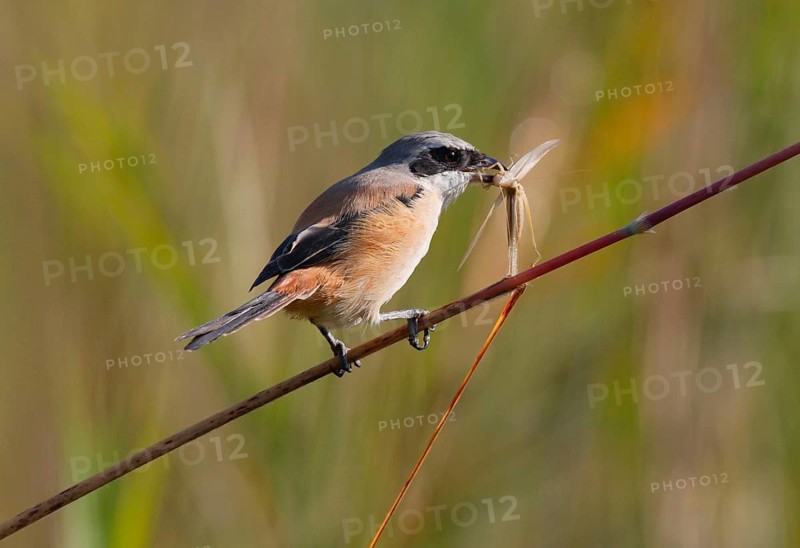 Long-tailed shrike