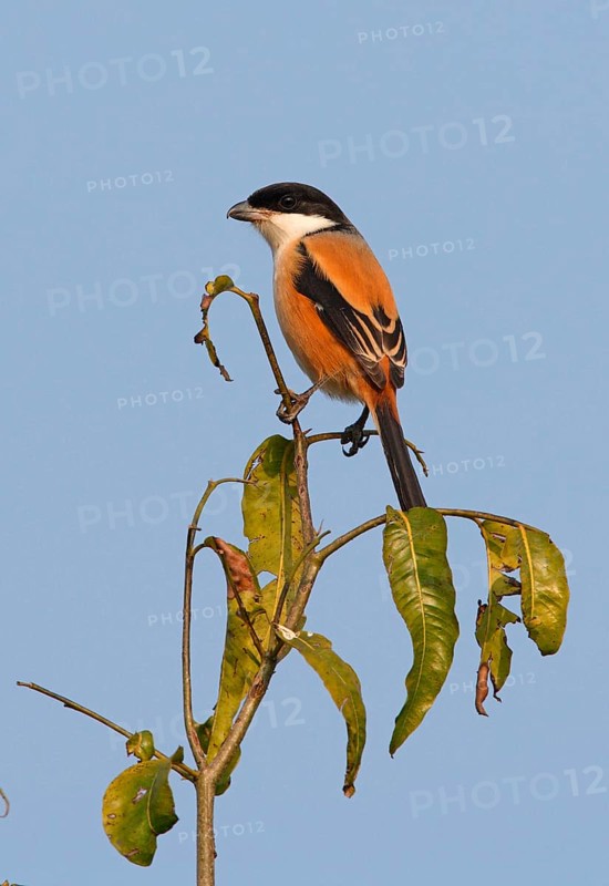 Chess Shrike
