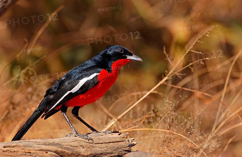 Crimson-breasted shrike