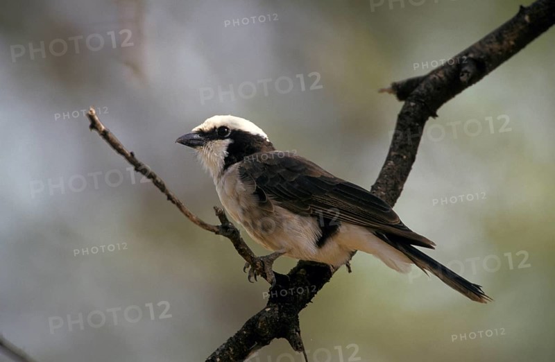 White-crowned Shrike