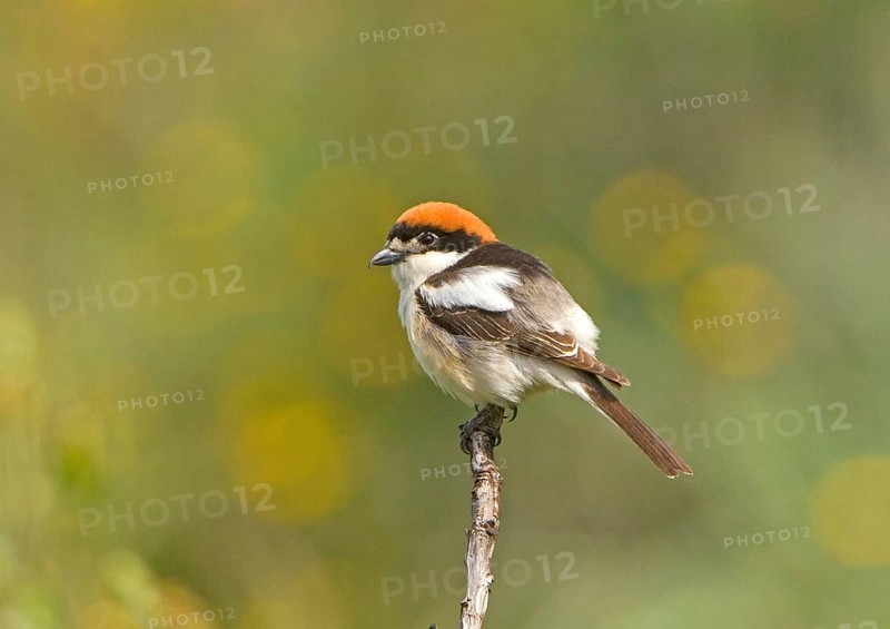 Woodchat shrike