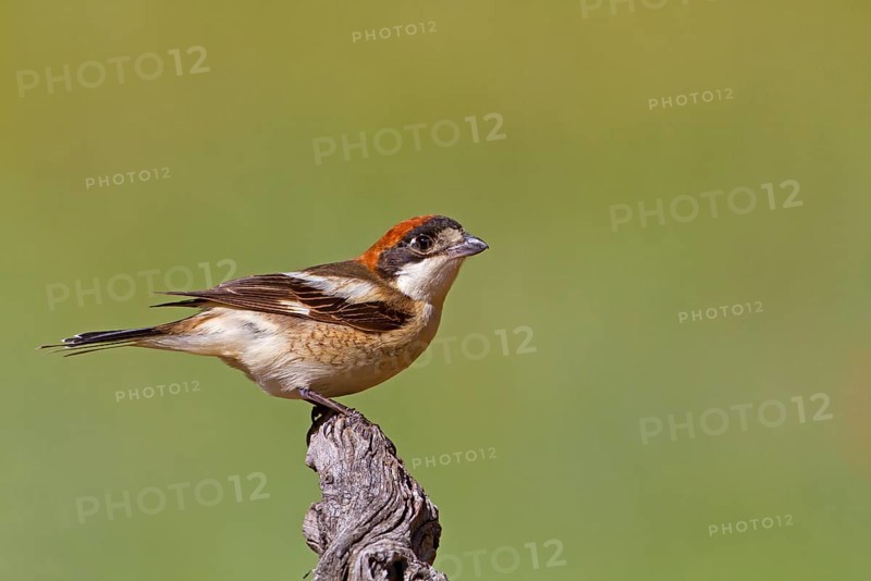 Woodchat Shrike