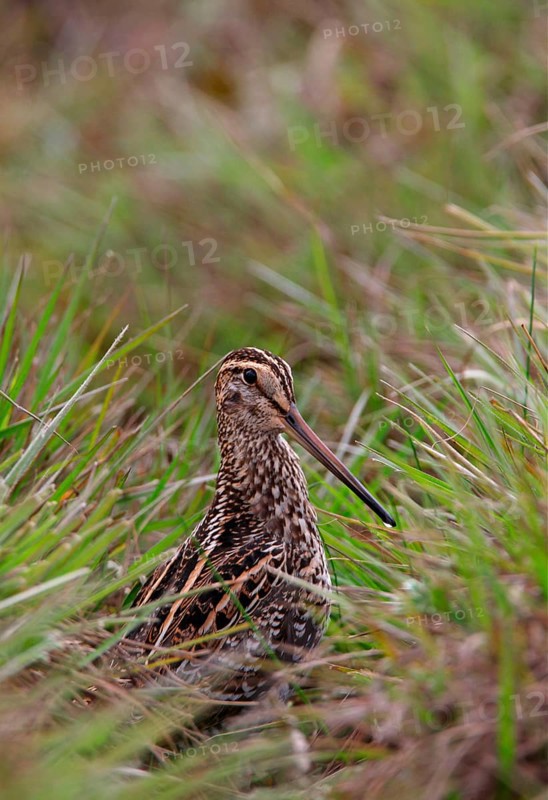 Great snipe