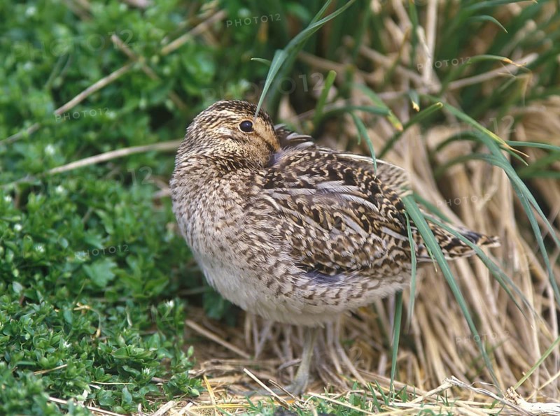 Snipe