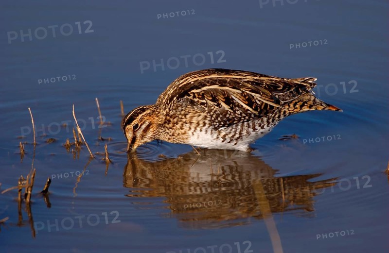 Wilson's Snipe