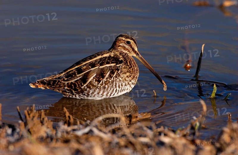 Wilson's Snipe