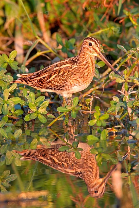 Common snipe