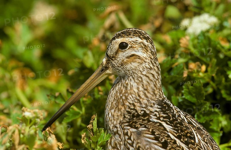 Magellanic Snipe