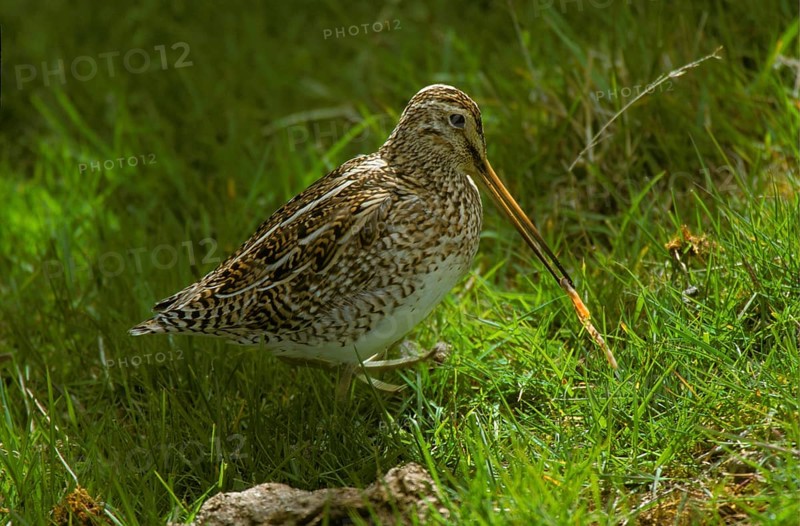 Gallinago paraguaiae magellanica