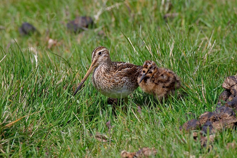 Gallinago paraguaiae magellanica