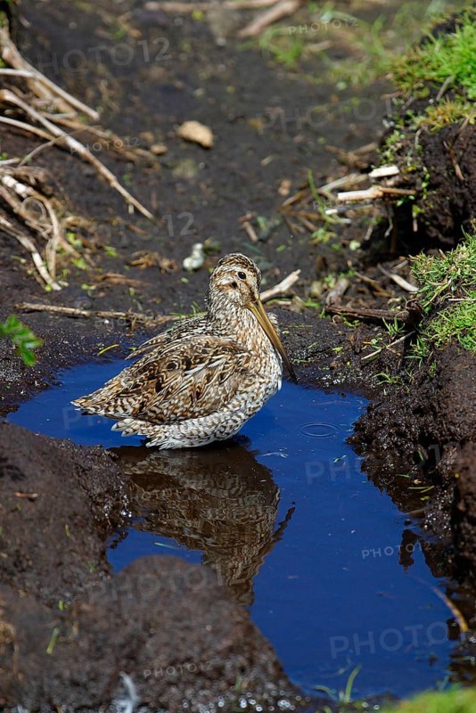 Gallinago paraguaiae magellanica