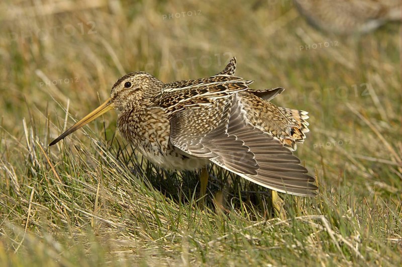 Magellan Snipe