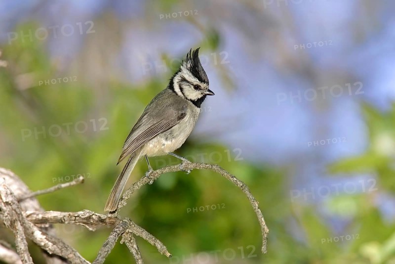 Bridled titmouse