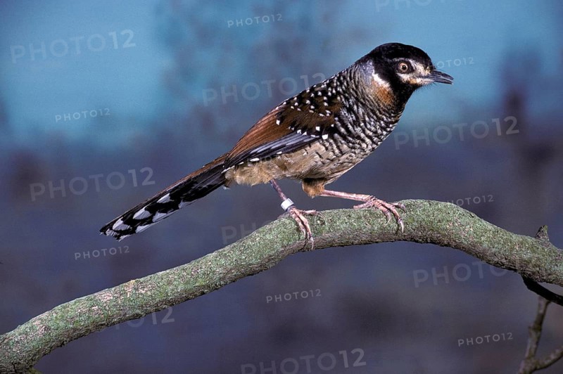 Ianthocincla ocellata