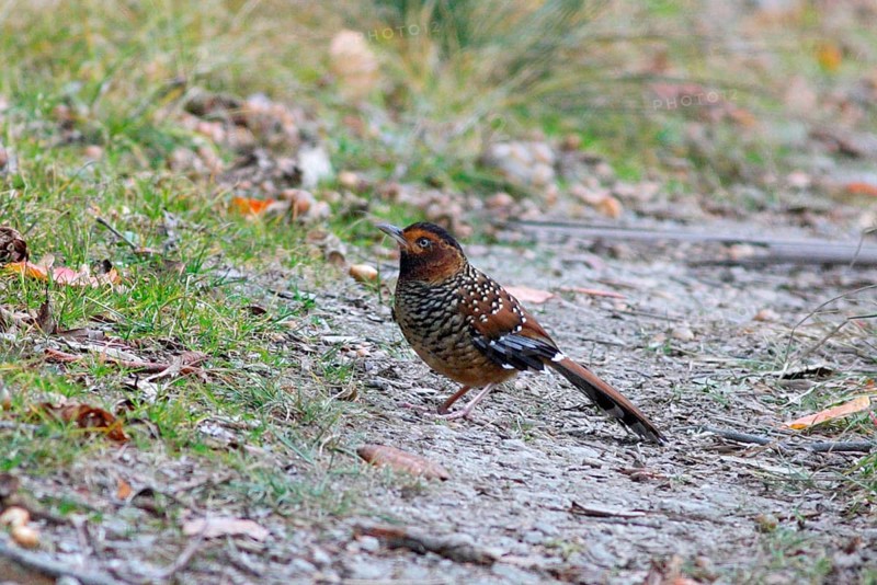 Spotted Laughingthrush