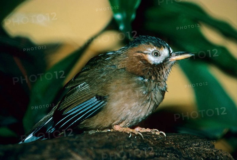 Ianthocincla cineracea