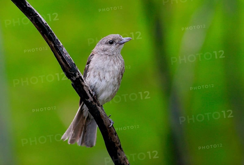 Grey Shrike-thrush