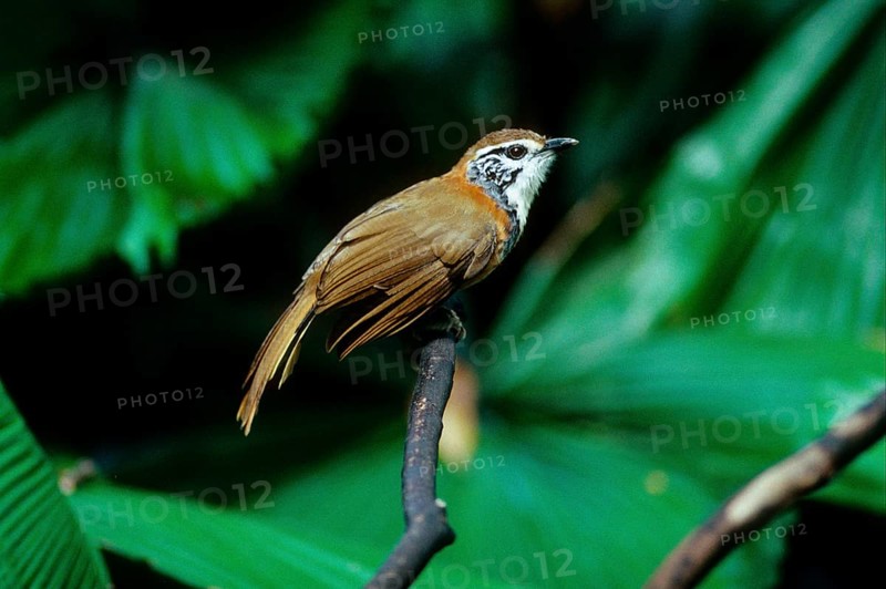 Ianthocincla pectoralis