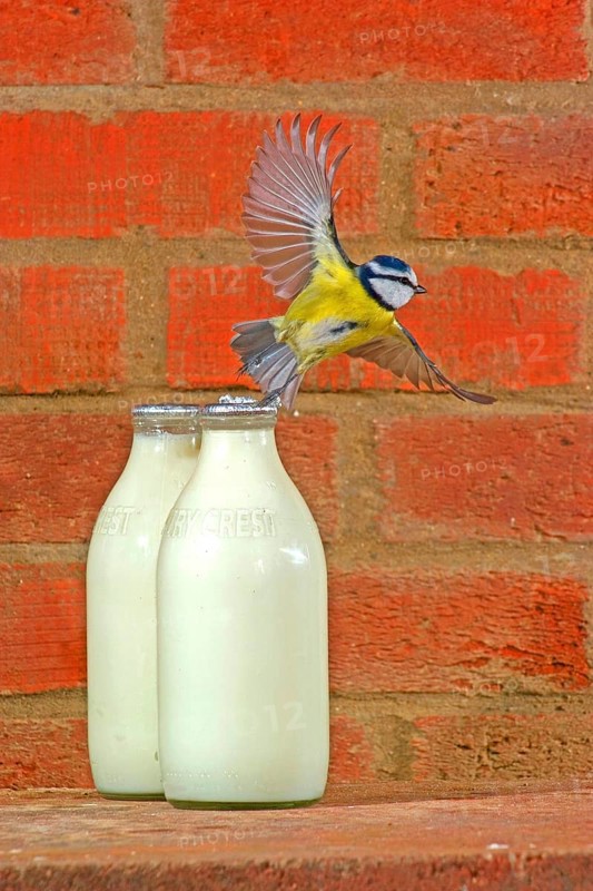 Blue tit
