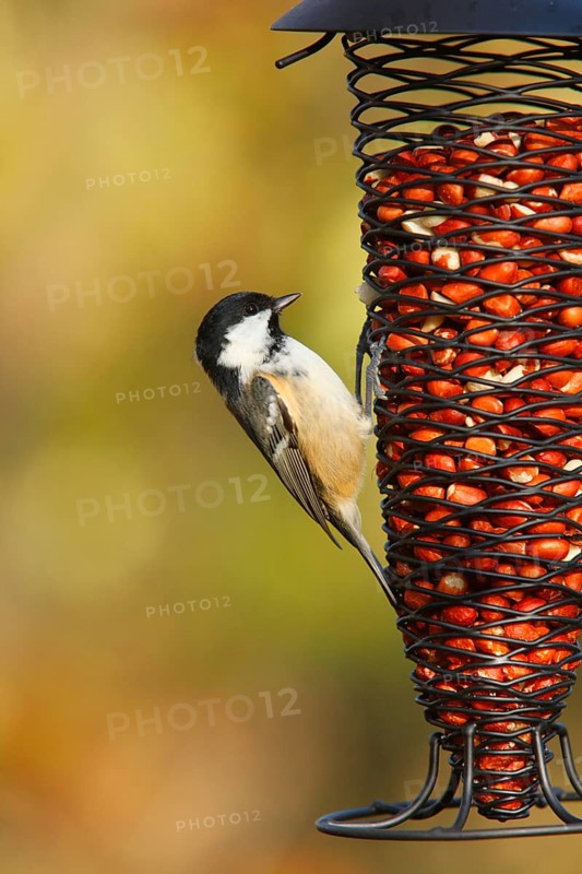 Coal tit