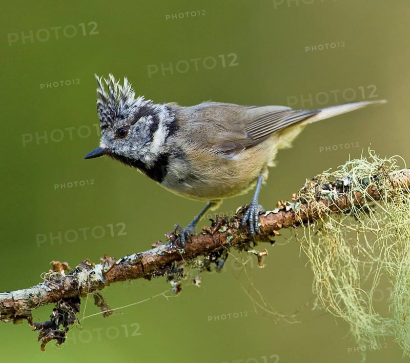Crested tit