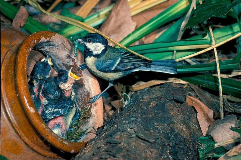 Great tit