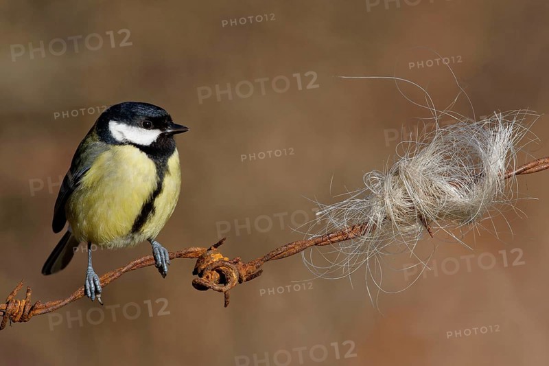 Great Tit