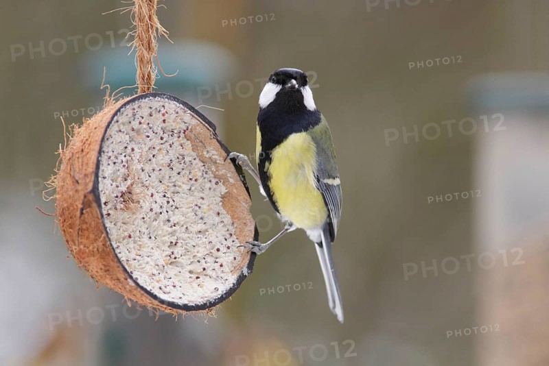 Adult great tit