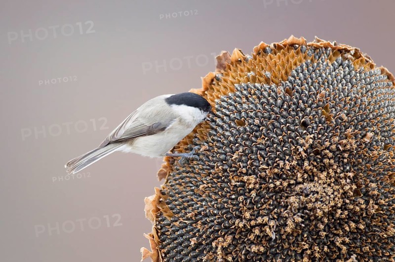 Marsh Tit