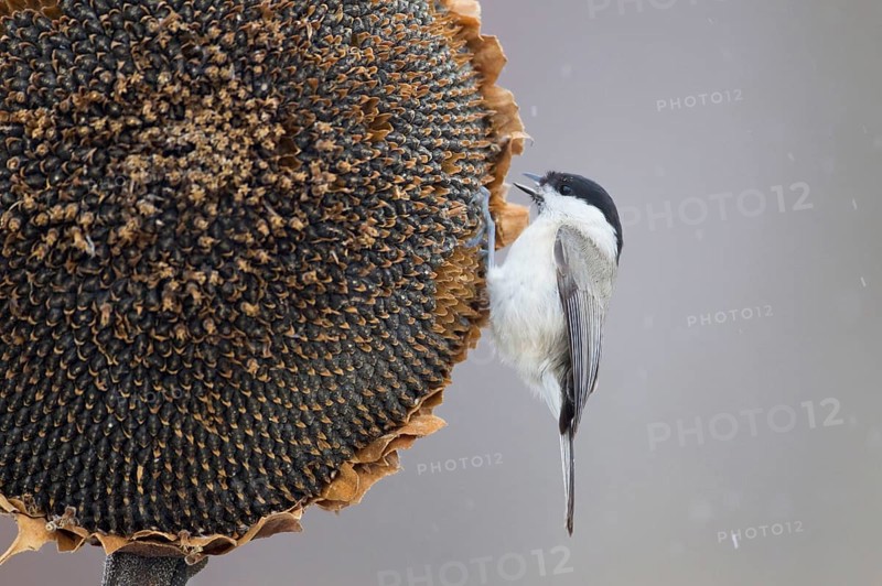 Marsh Tit