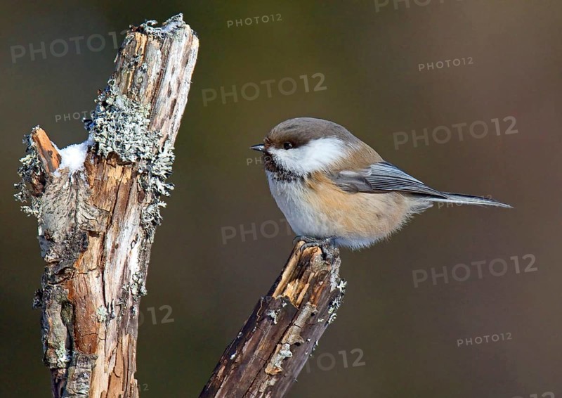 Siberian grey-headed chickadee