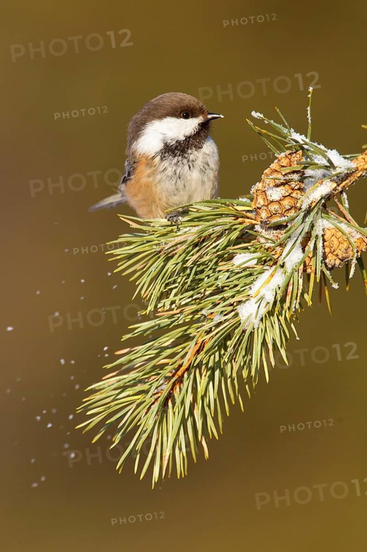Siberian grey-headed chickadee