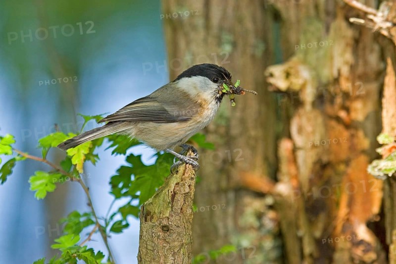Willow tit