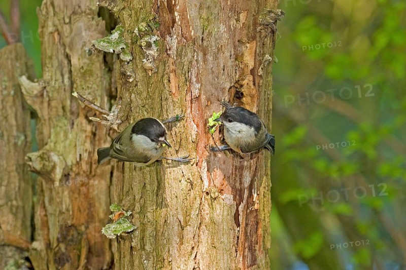 Adult pair of willow tits