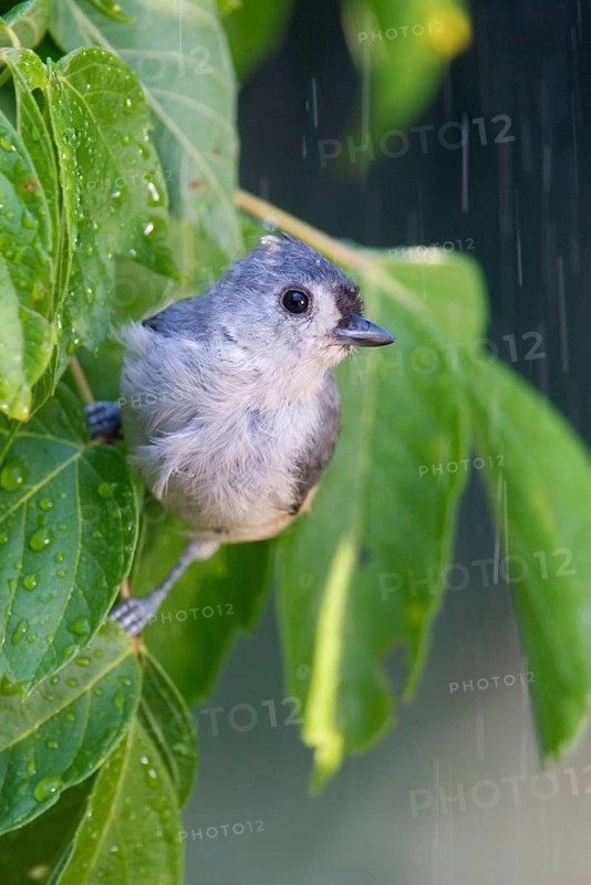 Tufted titmouse
