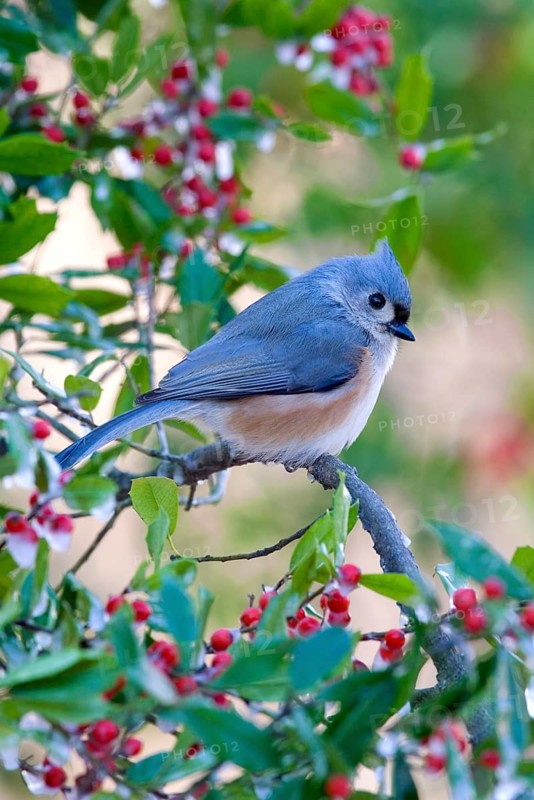 Tufted titmouse