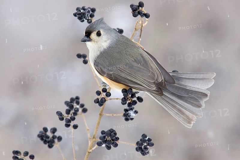 Tufted Titmouse