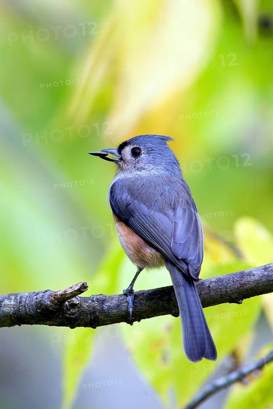 Tufted Titmouse